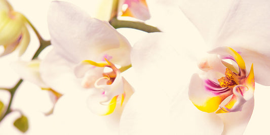 KREATIVE SELBSTLIEBE - Workshop am 22.6.25 FRAU BLUM